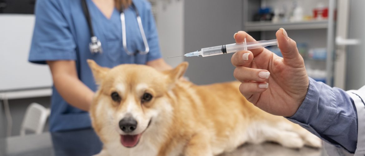Vacinação antirrábica gratuita continua durante todo o ano em Samambaia